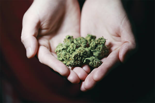 SUS começará distribuição de CBD em SP